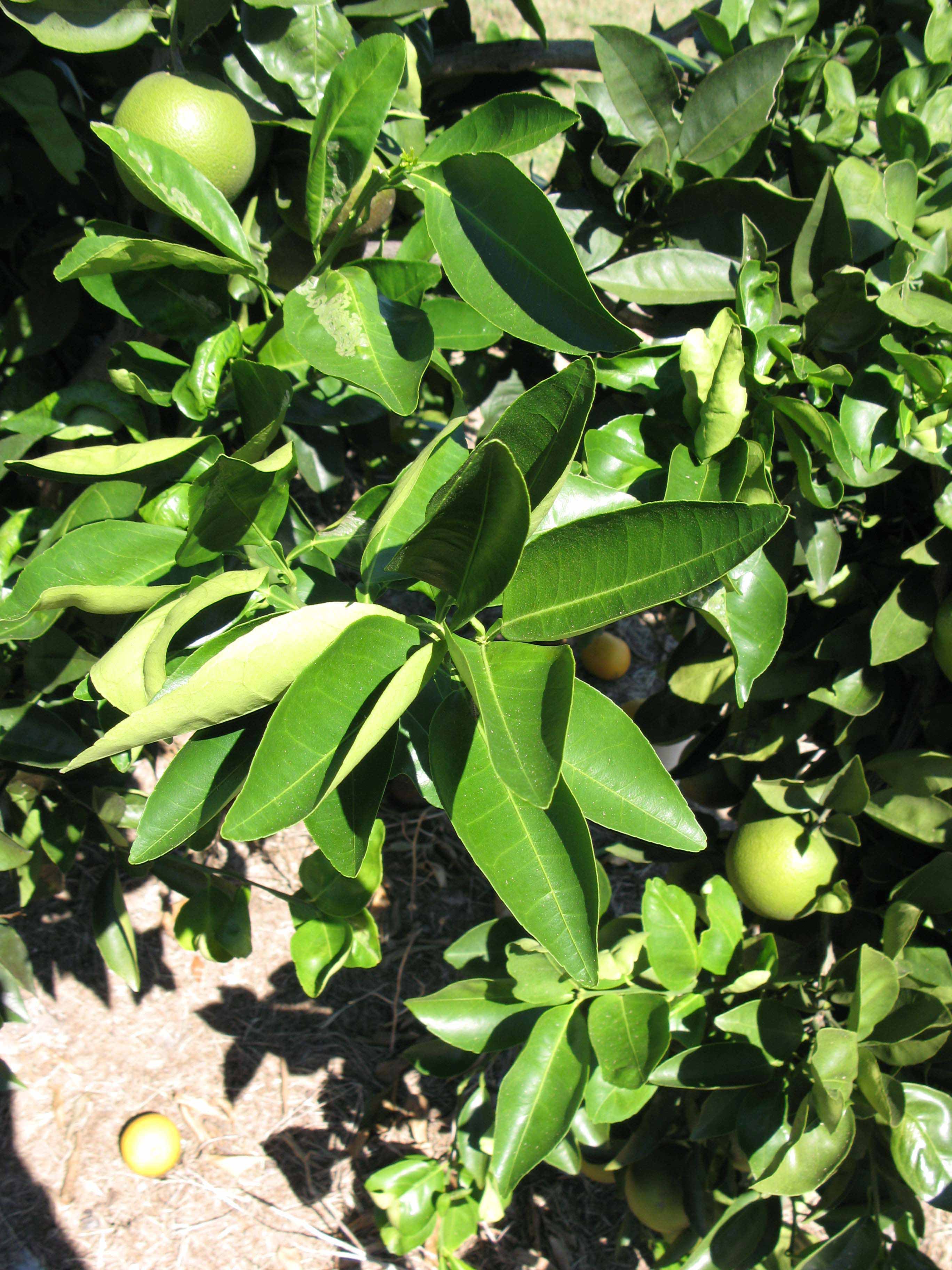              Sun leaves (Winter Haven, FL)       